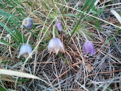 Pulsatilla nuttalliana
