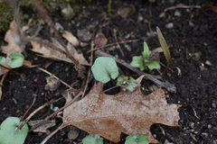 Cardamine douglassii