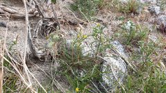 Mentzelia desertorum