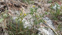 Mentzelia desertorum