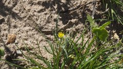 Mentzelia desertorum