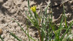 Mentzelia desertorum