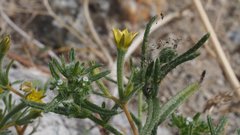 Mentzelia desertorum