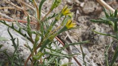 Mentzelia desertorum