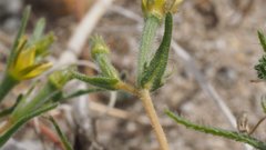 Mentzelia desertorum