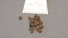 Mentzelia desertorum