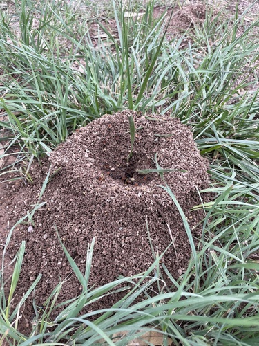 Banded Sugar Ant photo 5
