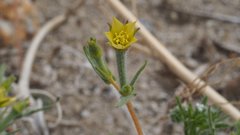 Mentzelia desertorum