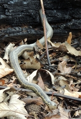 Thamnophis sirtalis semifasciatus