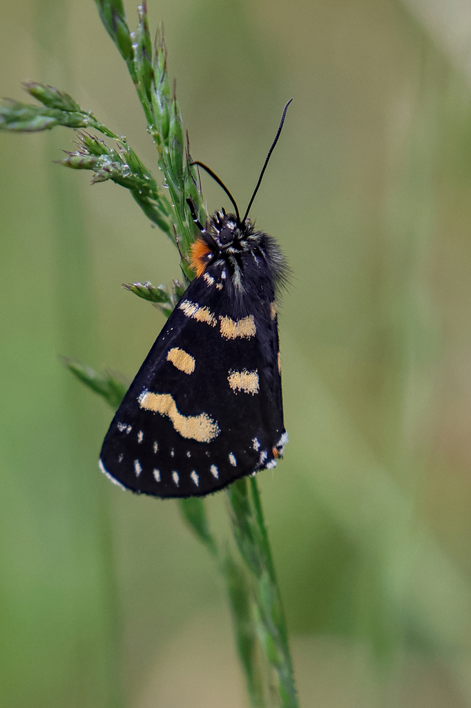 Willowherb Daymoth from Dargo VIC 3862, Australia on December 12