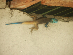 Acanthocercus atricollis