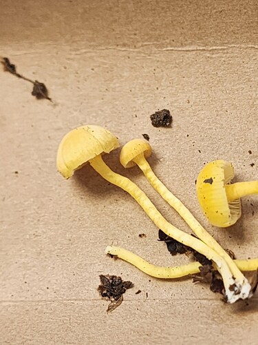Hygrocybe parvula (Photo 2 of 3)