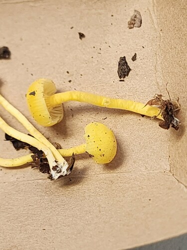 Hygrocybe parvula (Photo 3 of 3)