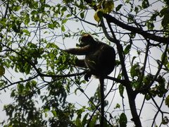 Piliocolobus tephrosceles