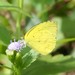 Eurema brigitta hainana - Photo (c) Les Day, algunos derechos reservados (CC BY-NC), subido por Les Day