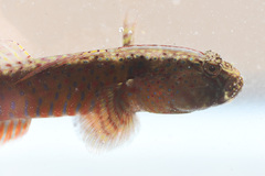 Crested Oystergoby photo 5