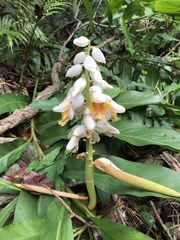 Alpinia hainanensis