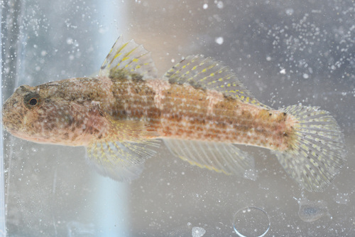 Rafelvin-grondel (Bathygobius krefftii) — Gobiidae — 4