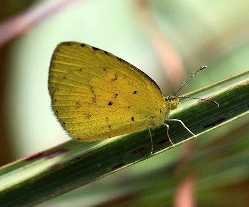 Broad-bordered Grass Yellow