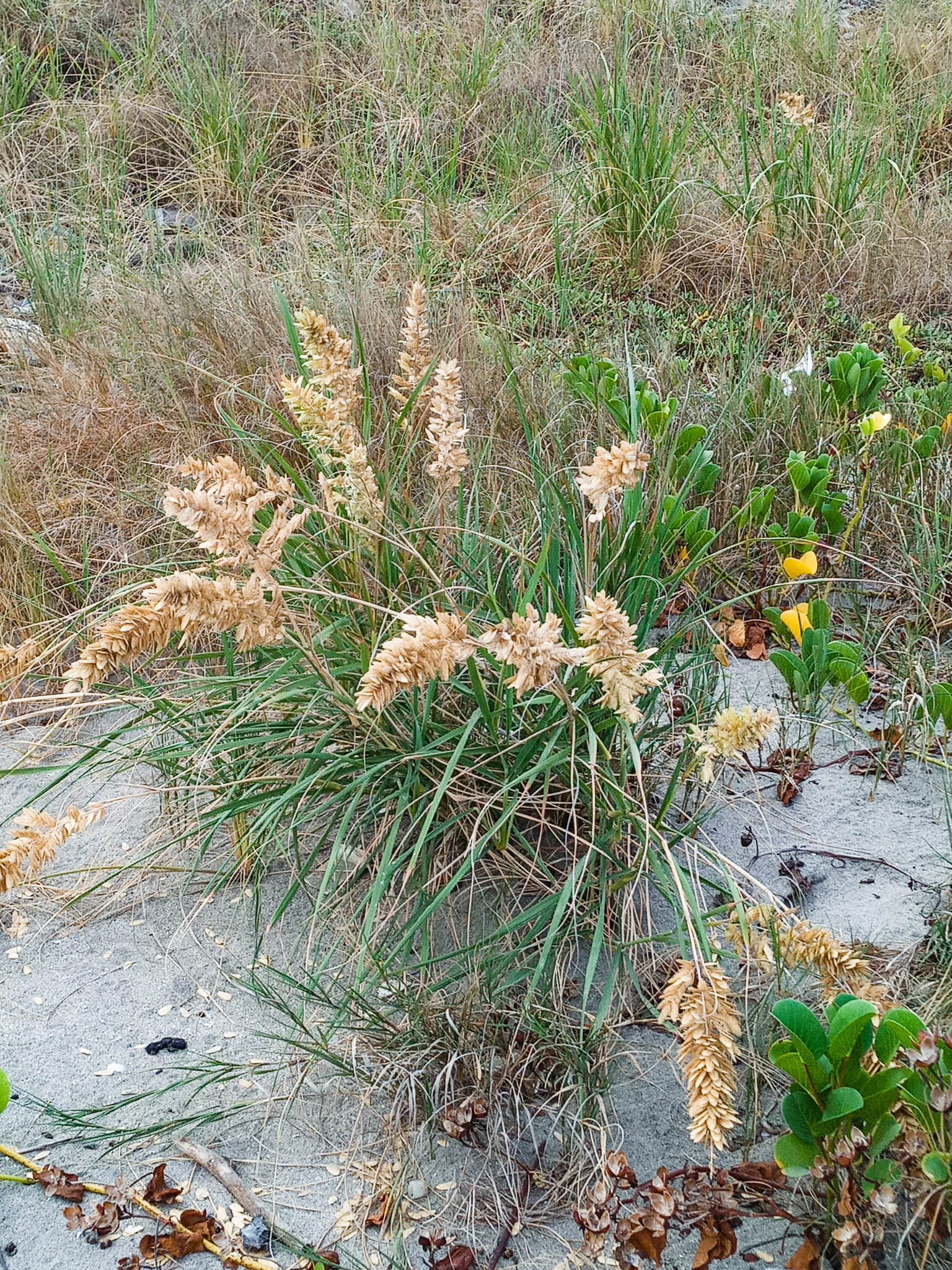 Uniola condensata