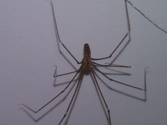 Smeringopus pallidus