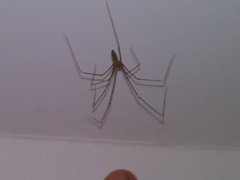 Smeringopus pallidus