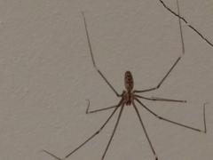 Smeringopus pallidus