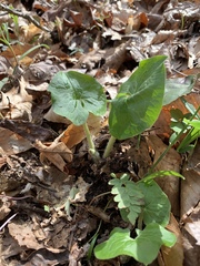 Asarum canadense