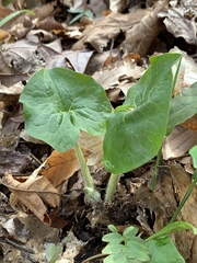 Asarum canadense