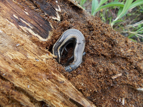 Plestiodon bilineatus