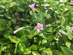 Ionoxalis