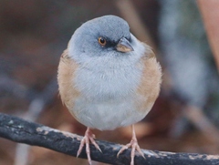 Baird's Junco photo 4