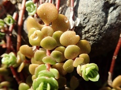 Sedum makinoi