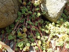 Sedum makinoi