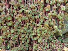 Sedum makinoi