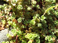 Sedum makinoi