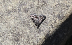 Heliothela atra