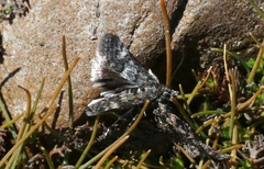 Heliothela atra