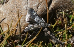 Heliothela atra