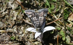 Heliothela atra