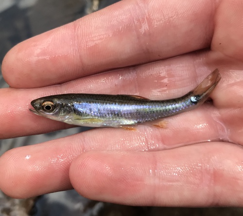 Tricolor shiner (Cyprinella trichroistia) — Cyprinidae — 3