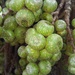 Ficus cassidyana - Photo 由 John Edward Matulina Villasis 所上傳的 (c) John Edward Matulina Villasis，保留部份權利CC BY-NC