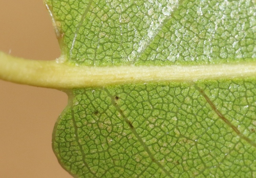 Quercus devia