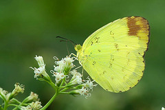 Eurema simulatrix