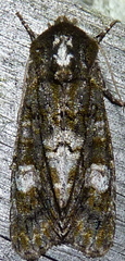 Copivaleria grotei
