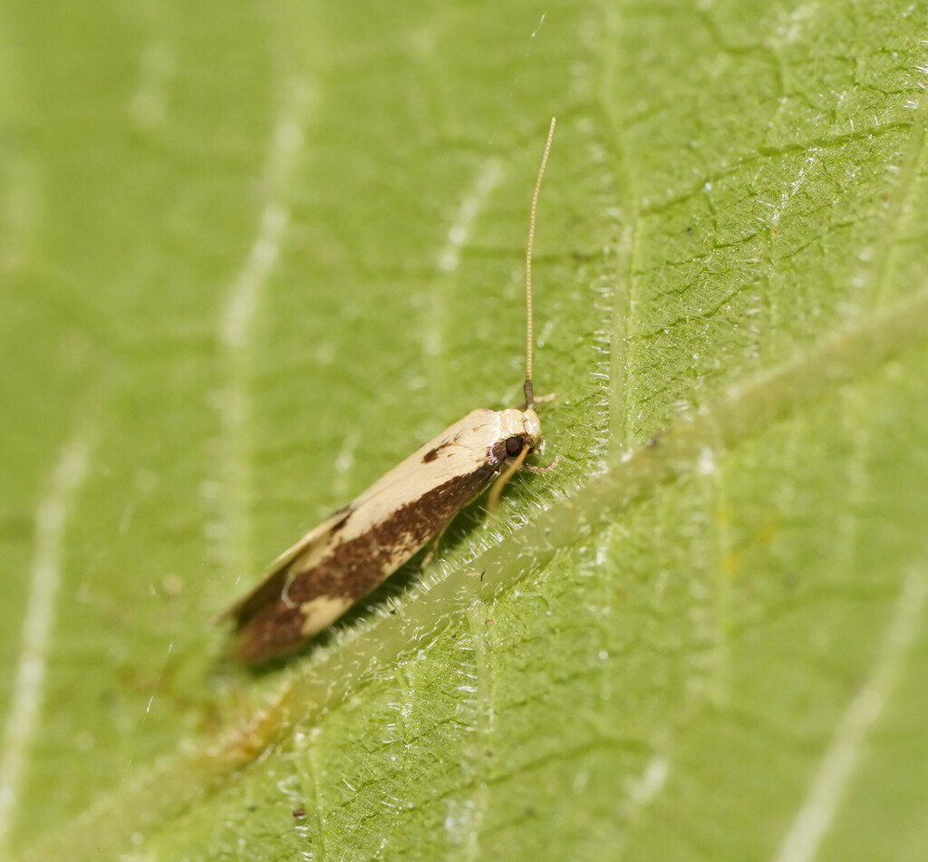 Opogona nebularis