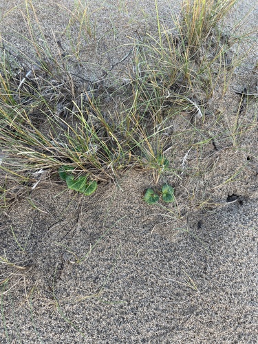 Image of Poa douglasii by (c) Nicholas Wei, some rights reserved (CC BY-SA)