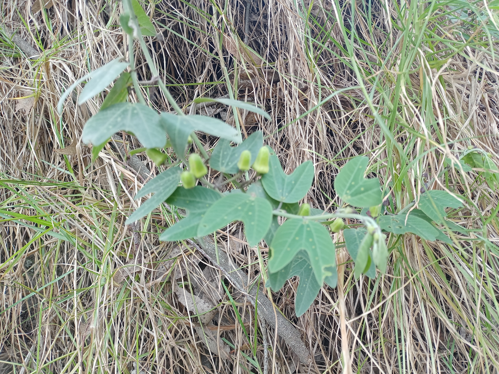 Passiflora indecora image