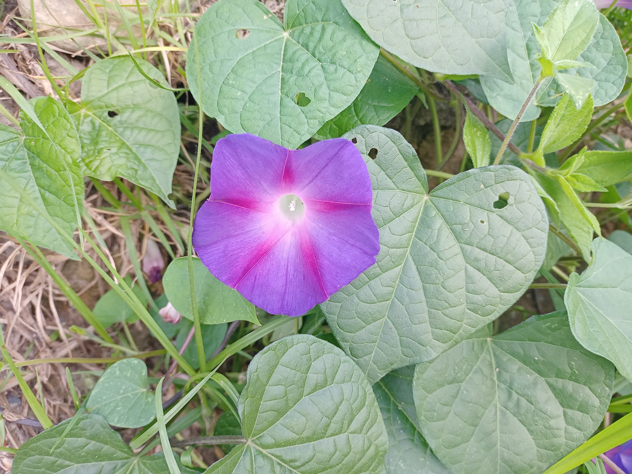 Ipomoea purpurea image