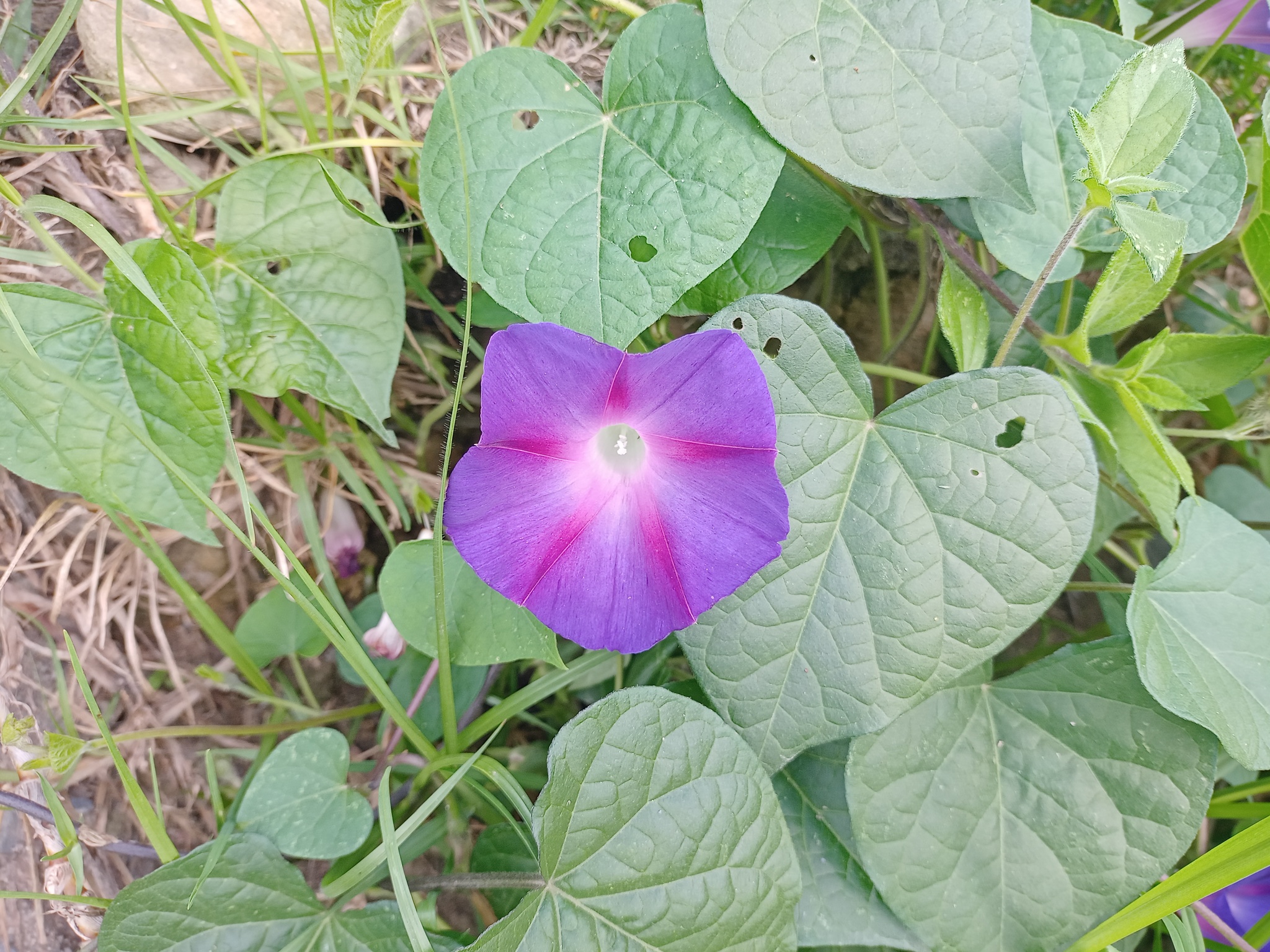 Ipomoea purpurea image